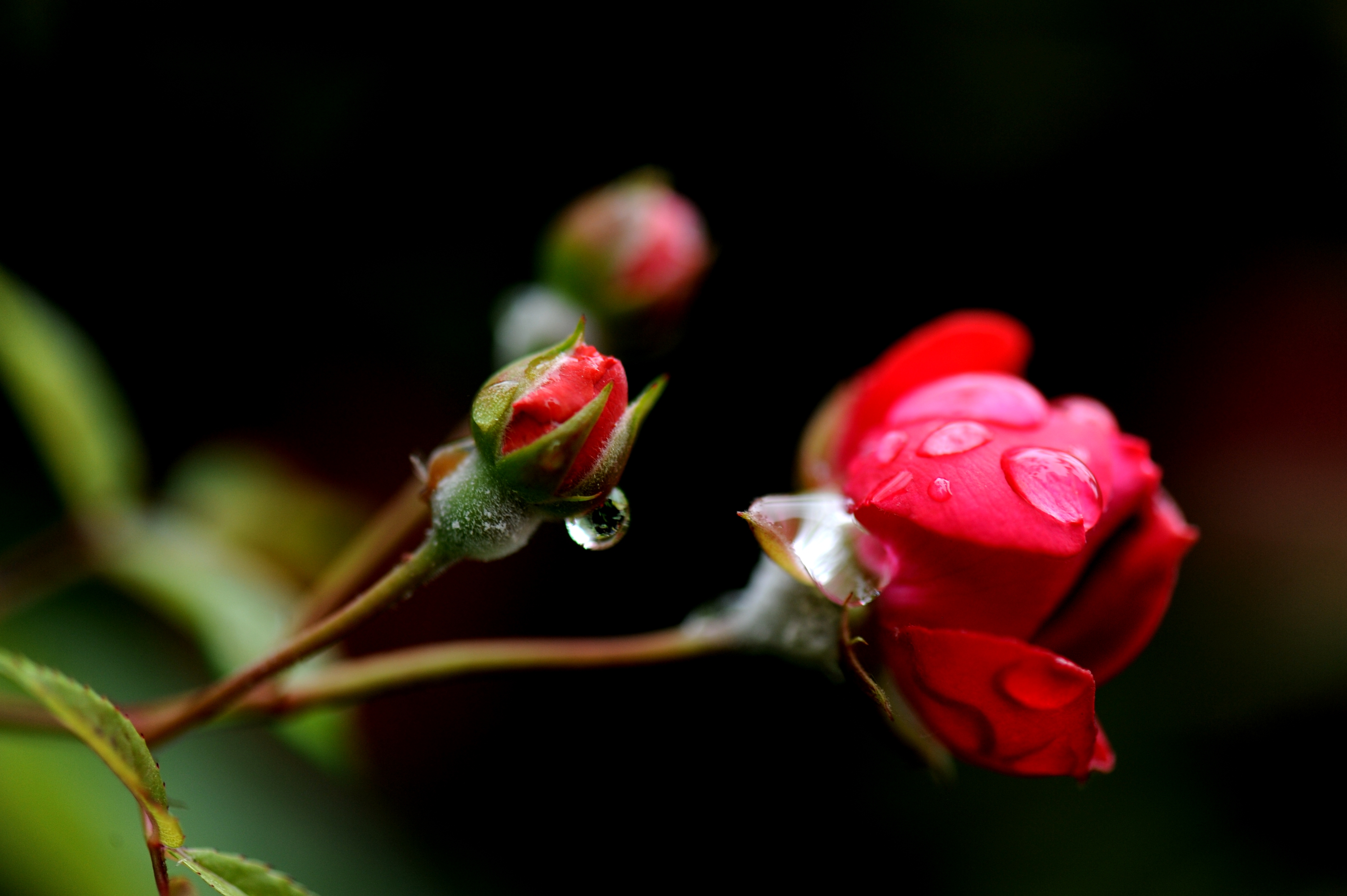 图片新闻沪上雨中花