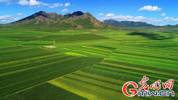 笤帚苗变身艺术品 产业振兴稳脱贫防返贫