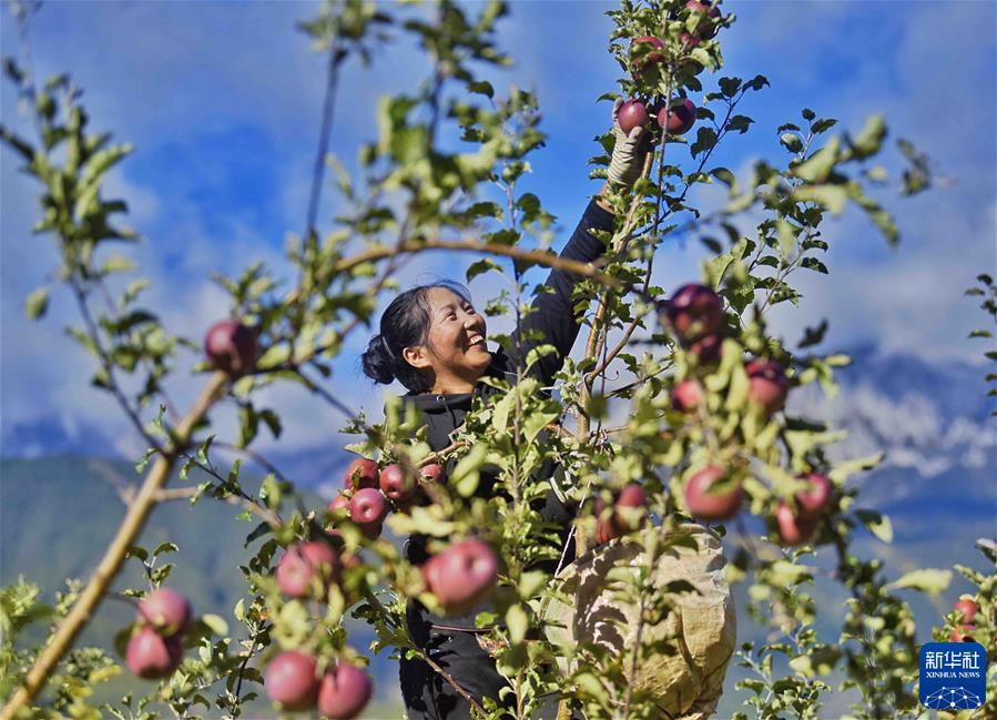（镜观中国·新华社国内新闻照片一周精选）（13）雪山下的苹果熟了