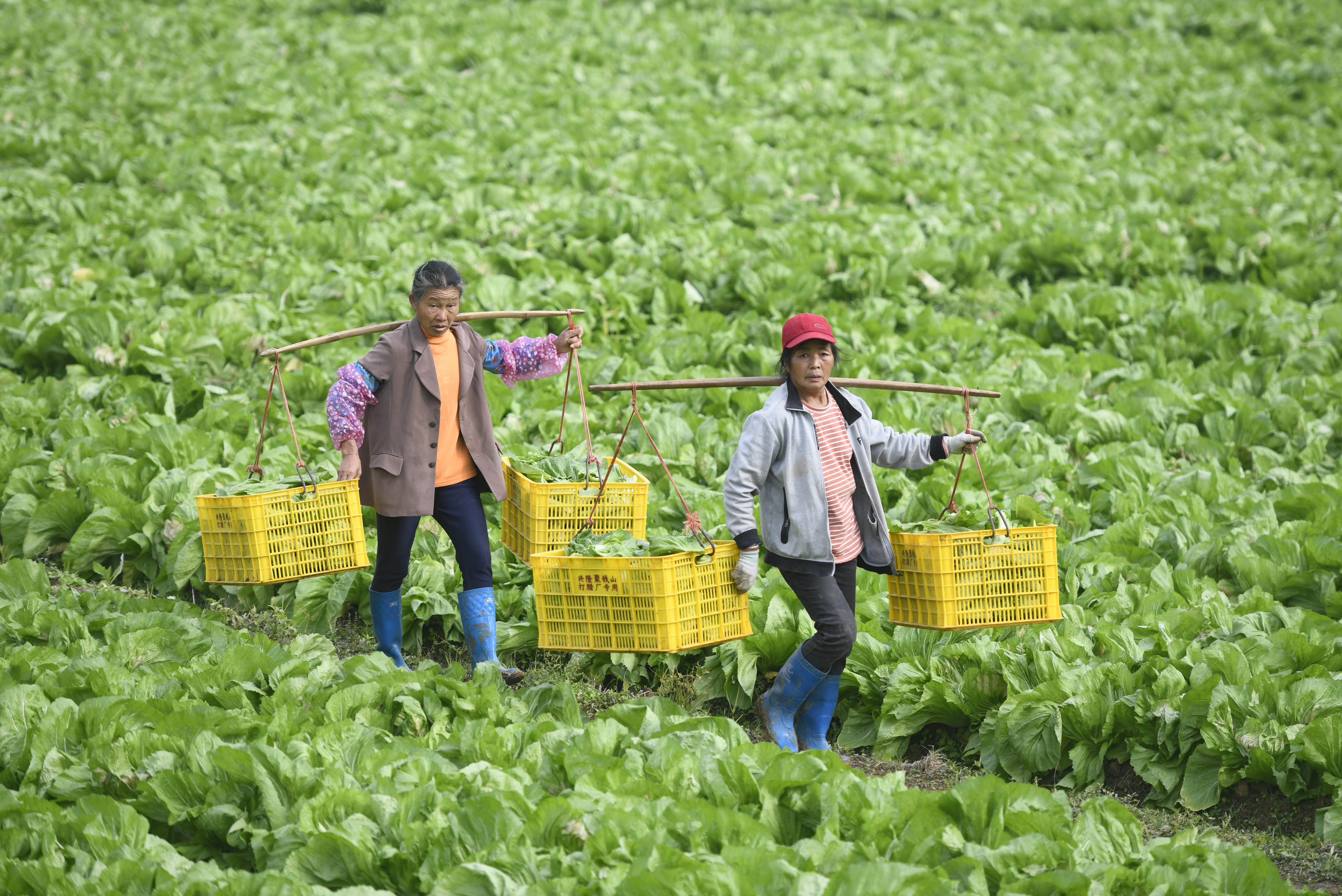 助赢永久免费计划网页版_图片新闻|湖南道县:蔬菜采收忙
