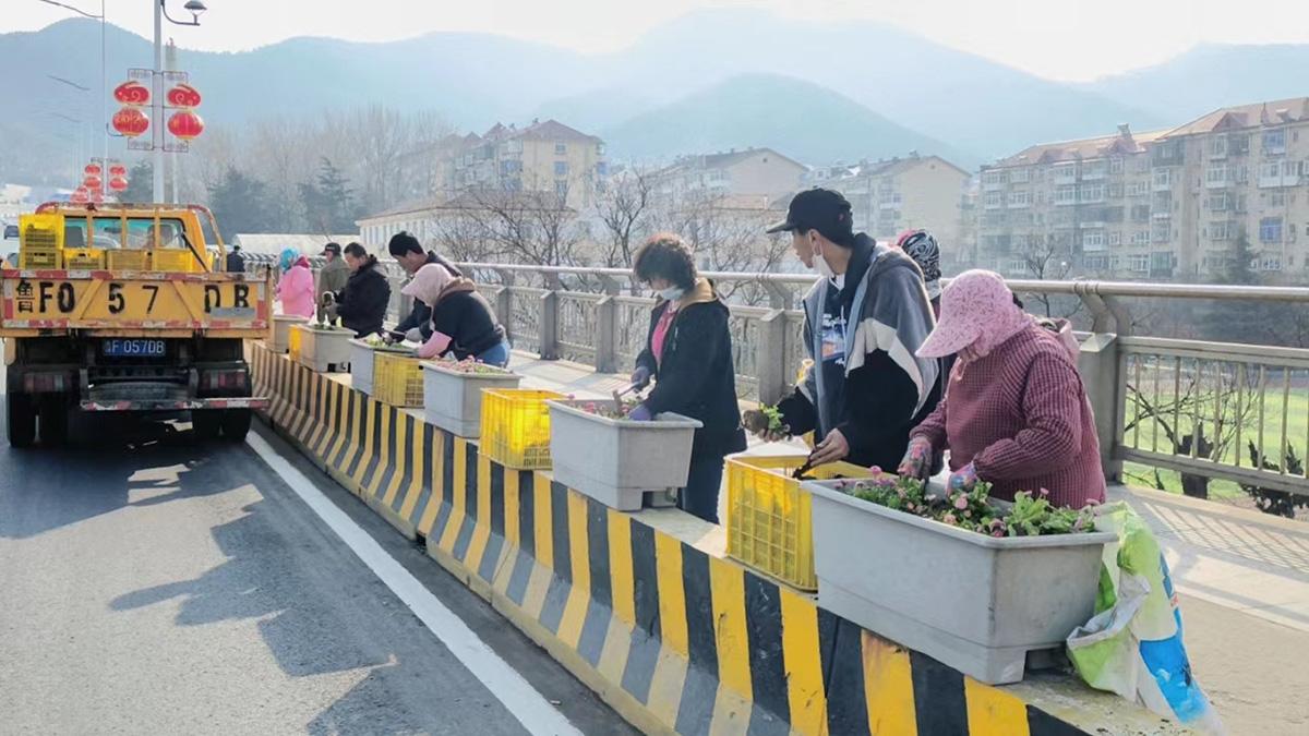 市园林建设养护中心花圃精心做好草花培育工作(图4)