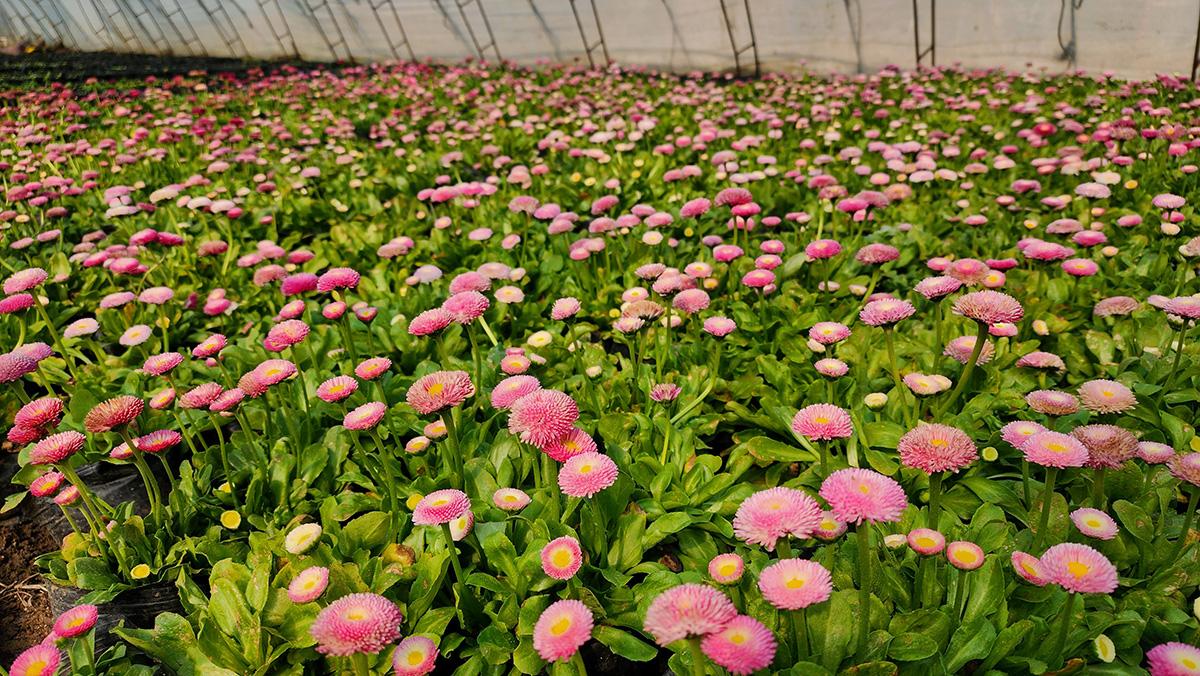 市园林建设养护中心花圃精心做好草花培育工作(图2)