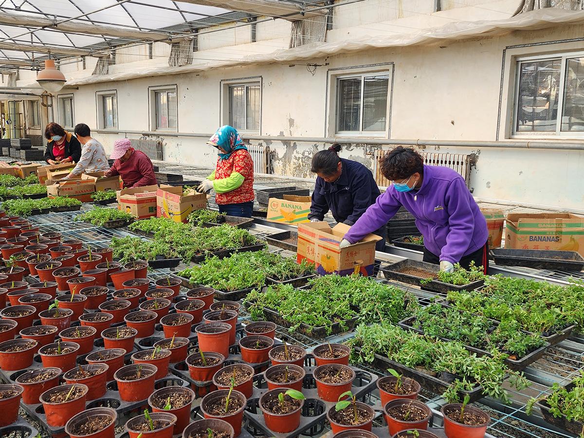 市园林建设养护中心花圃精心做好草花培育工作(图1)