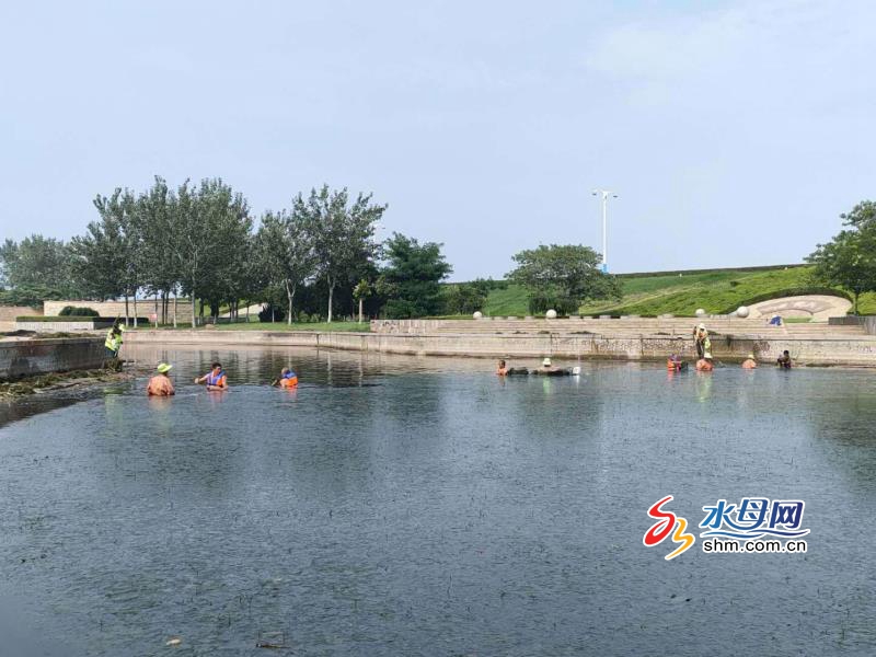 开发区夹河河滨公园园林工人冒雨清理河道水草-烟台社会-烟台社会