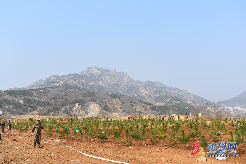 植树添新绿 招远市玲珑镇积极开展义务植树活动