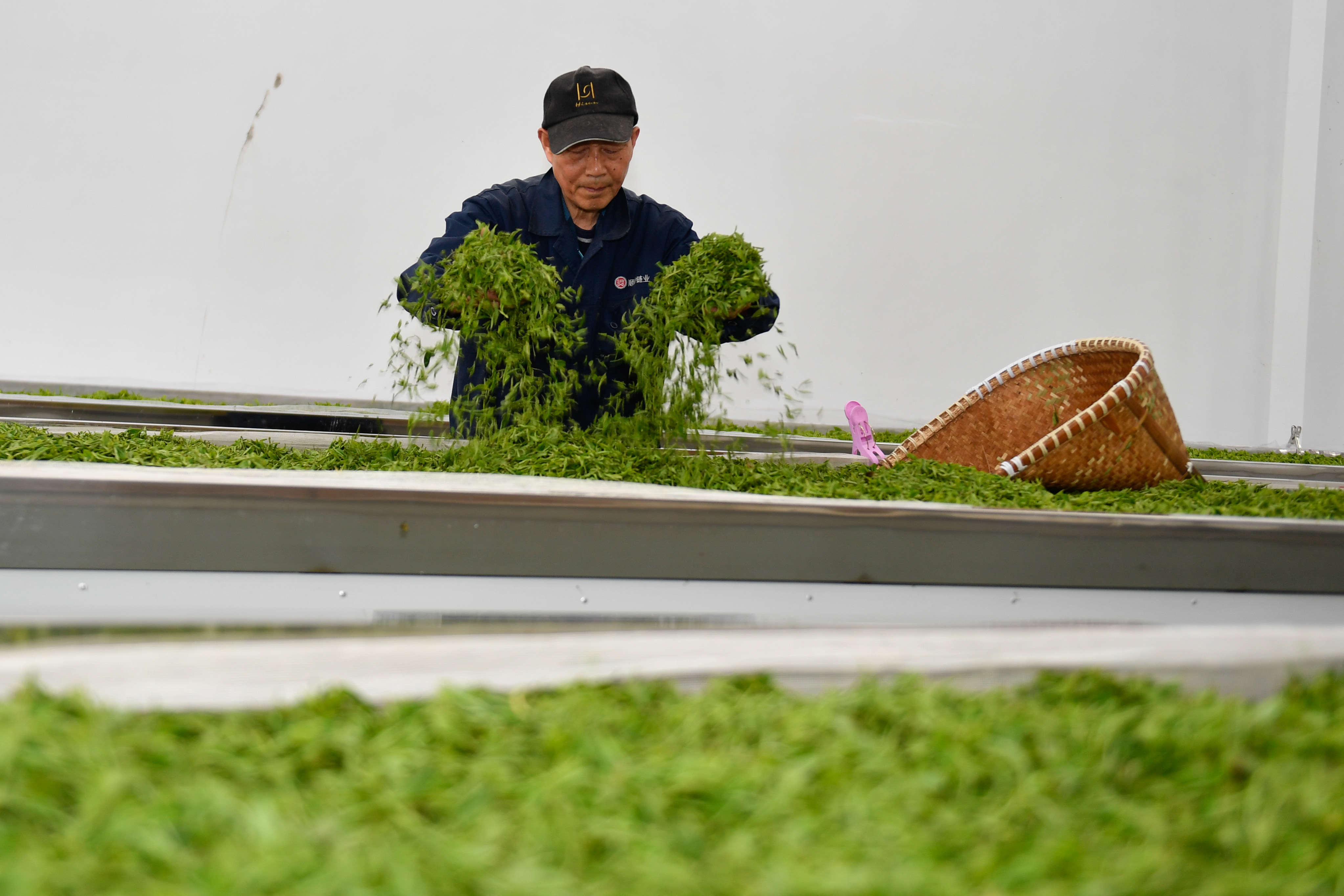 20日3月20日,余杭区余杭街道竹园村一家茶场的工人在对新采的茶叶摊青