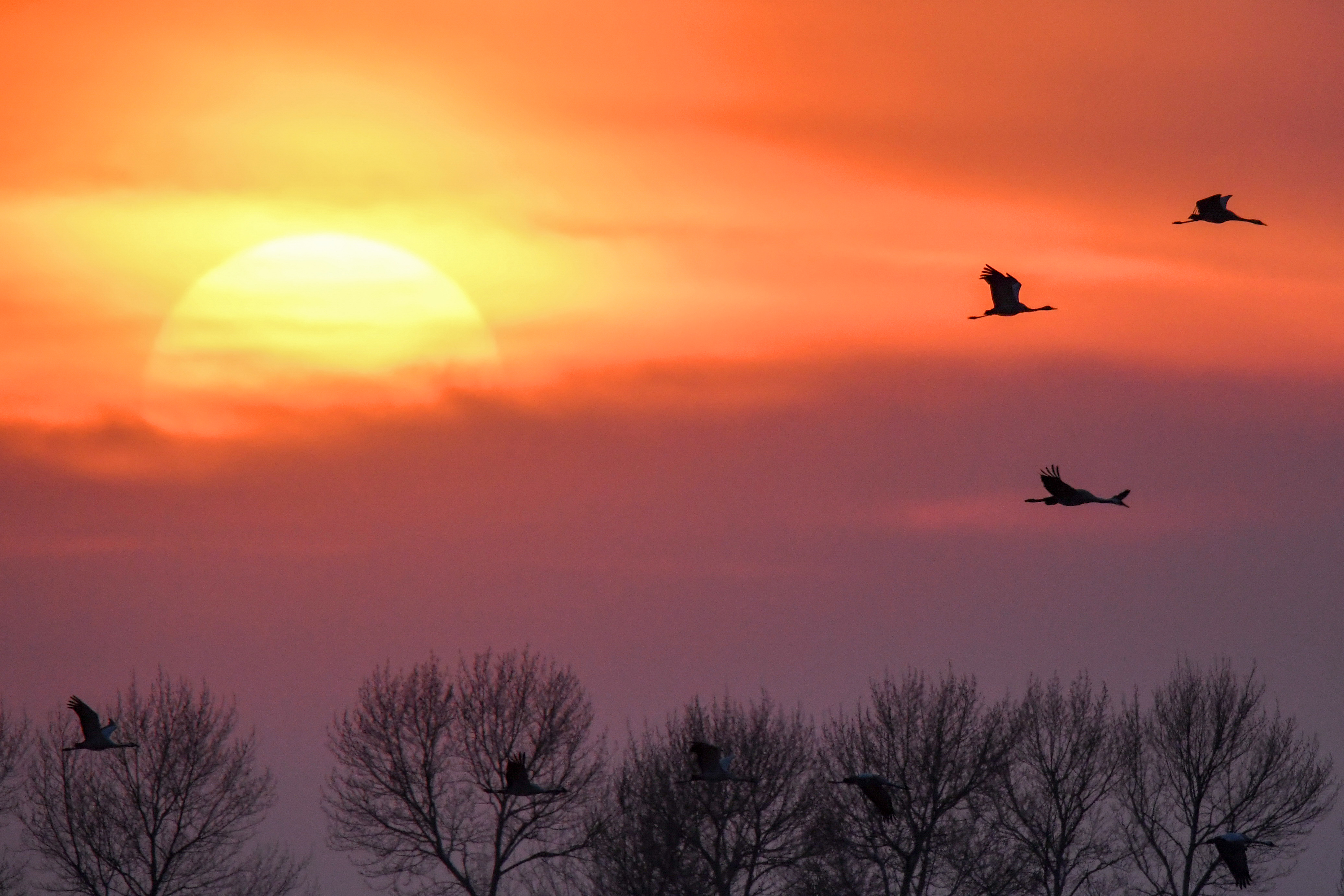 图片新闻吉林镇赉候鸟迁徙进行时