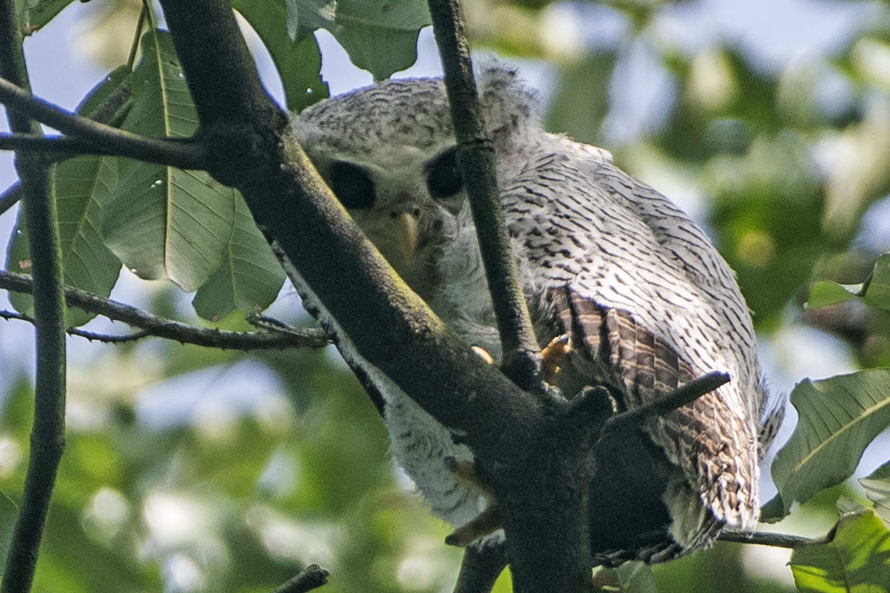 图片新闻树上的马来雕鸮幼雏