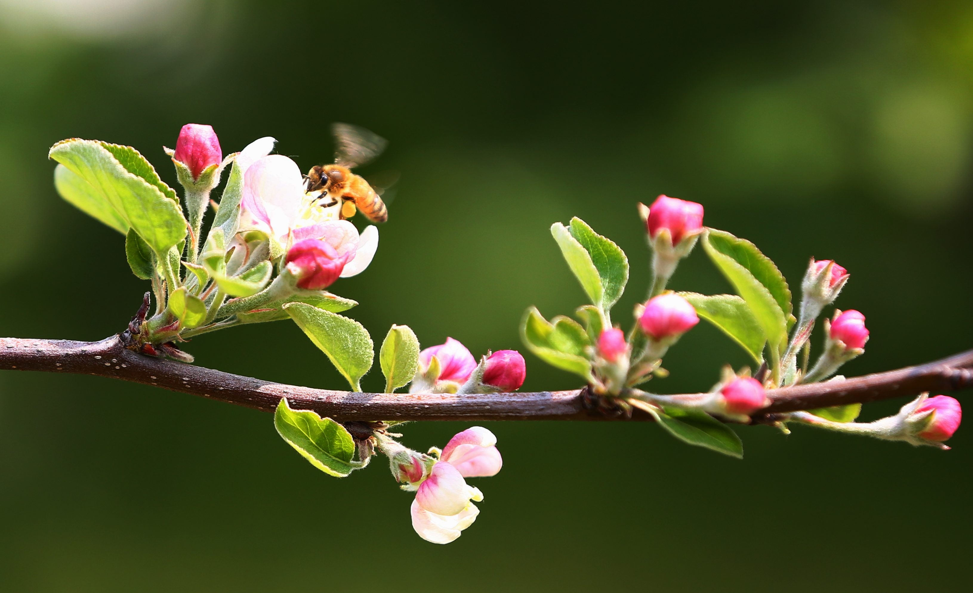 图片新闻花间蜂景醉人