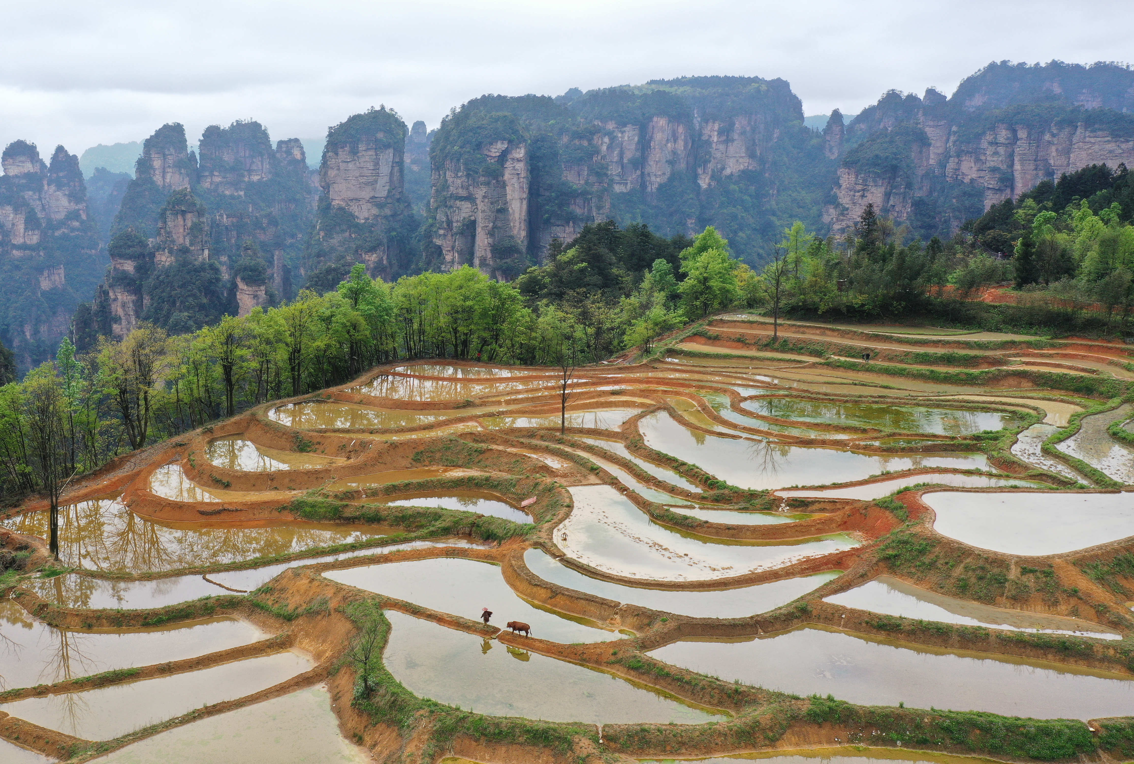 湖南省张家界国家森林公园袁家界景区,连绵耸立的峰林,错落有致的梯田