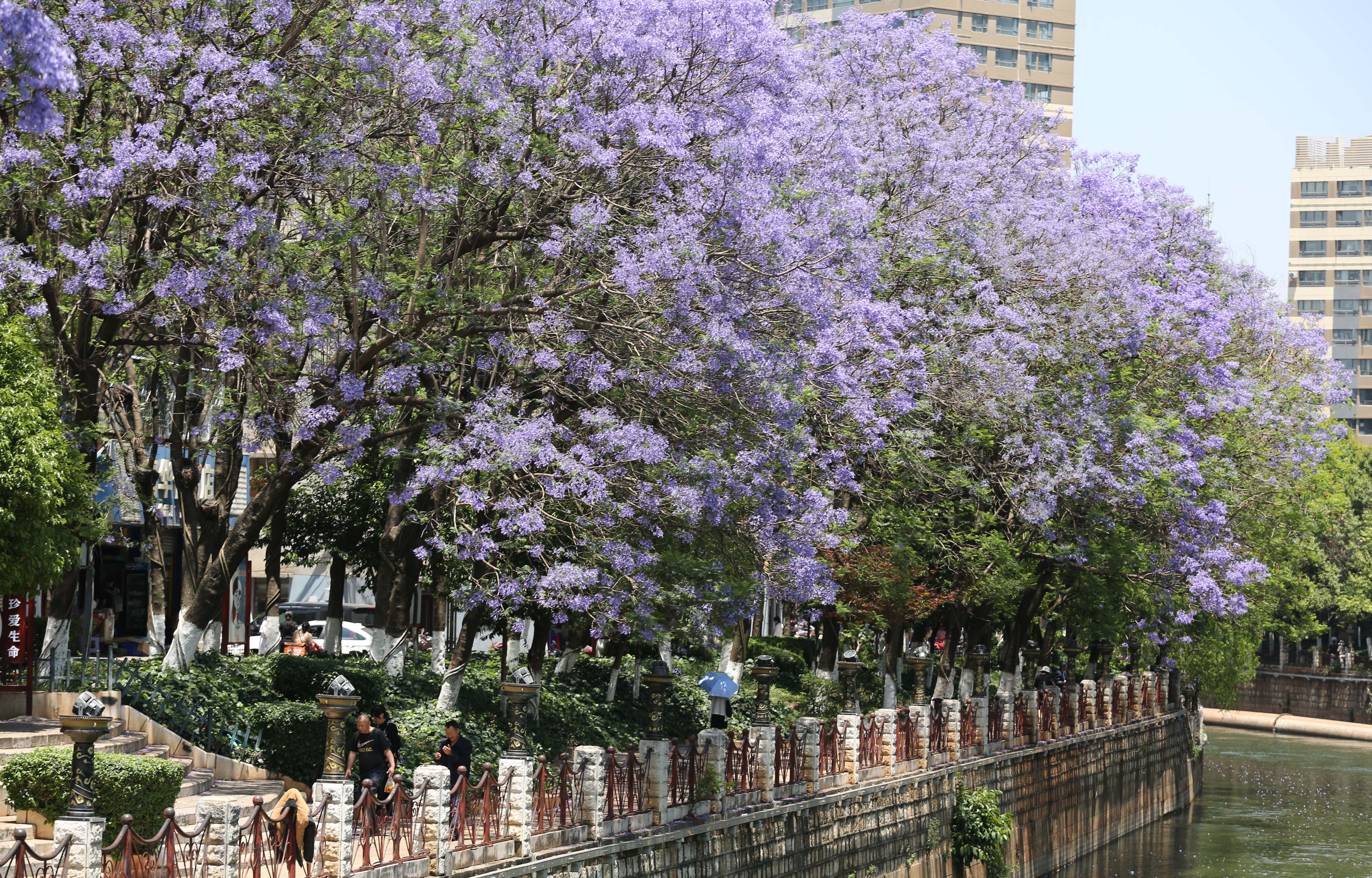 昆明,2021年4月25日4月25日在昆明市滨江西路拍摄的盛开的蓝花楹
