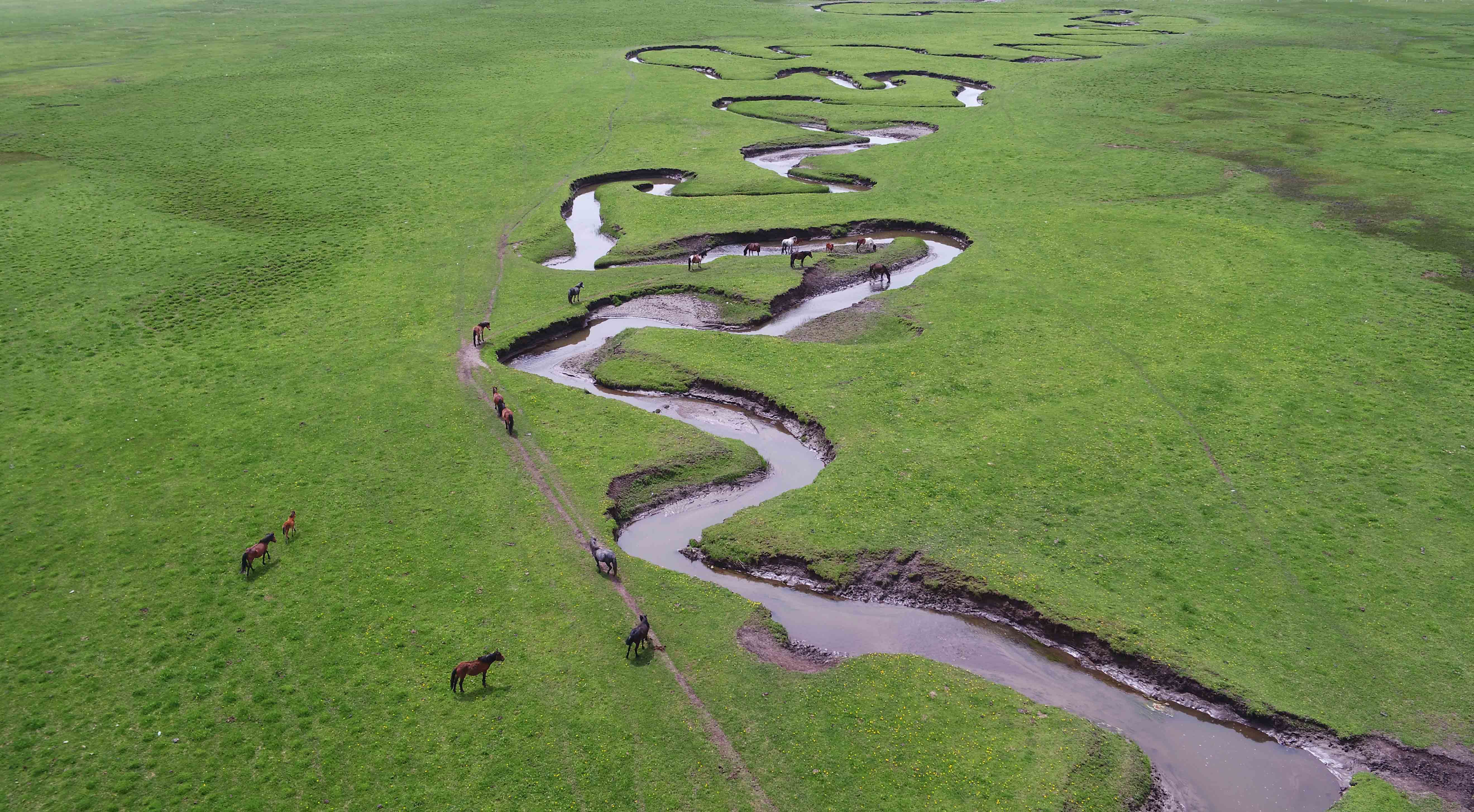 初夏时节,位于甘肃省定西市岷县境内的狼渡草原披上绿装,牛马成群