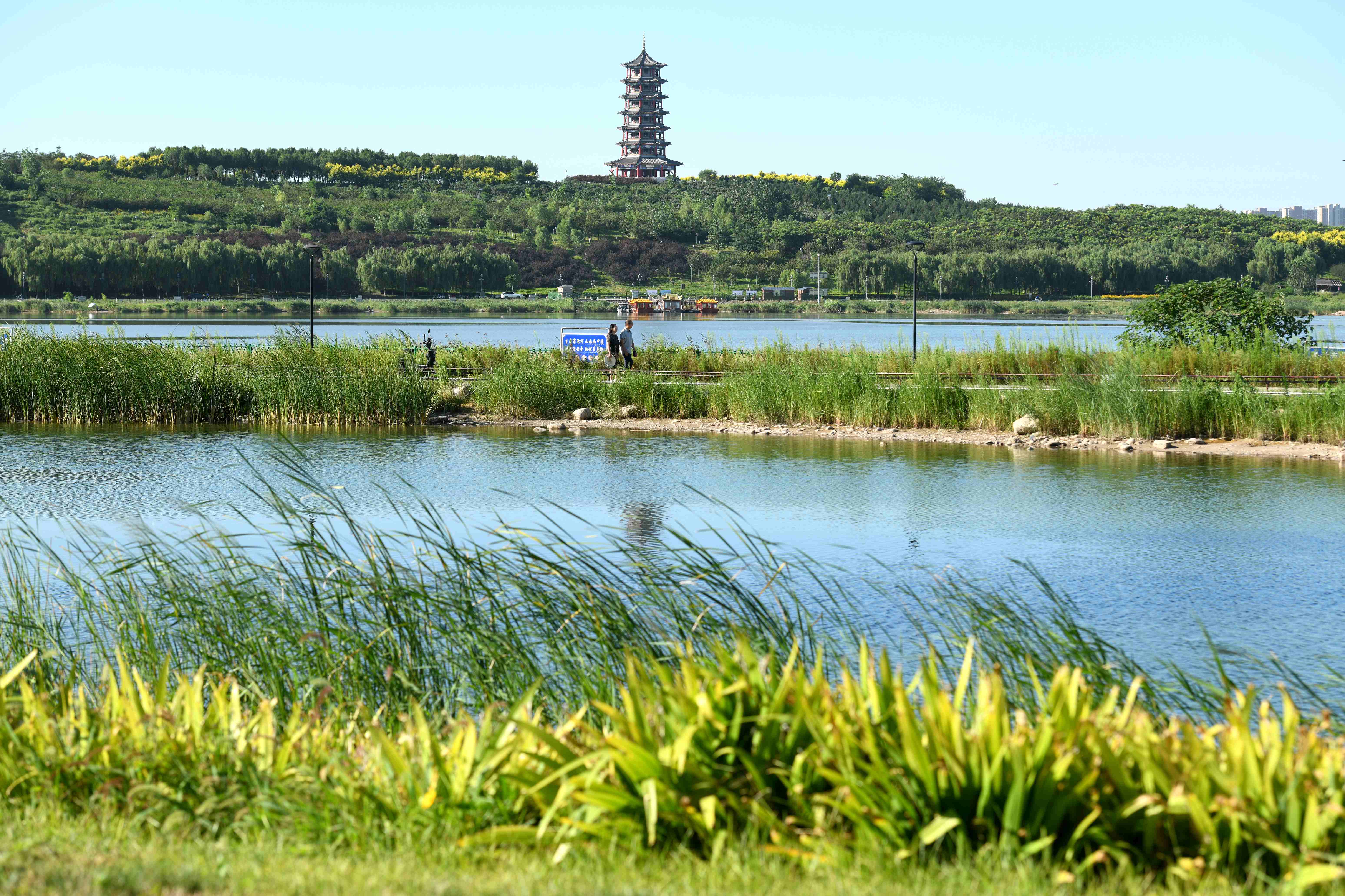 初秋滹沱河8月25日,市民在石家庄滹沱河生态景区散步