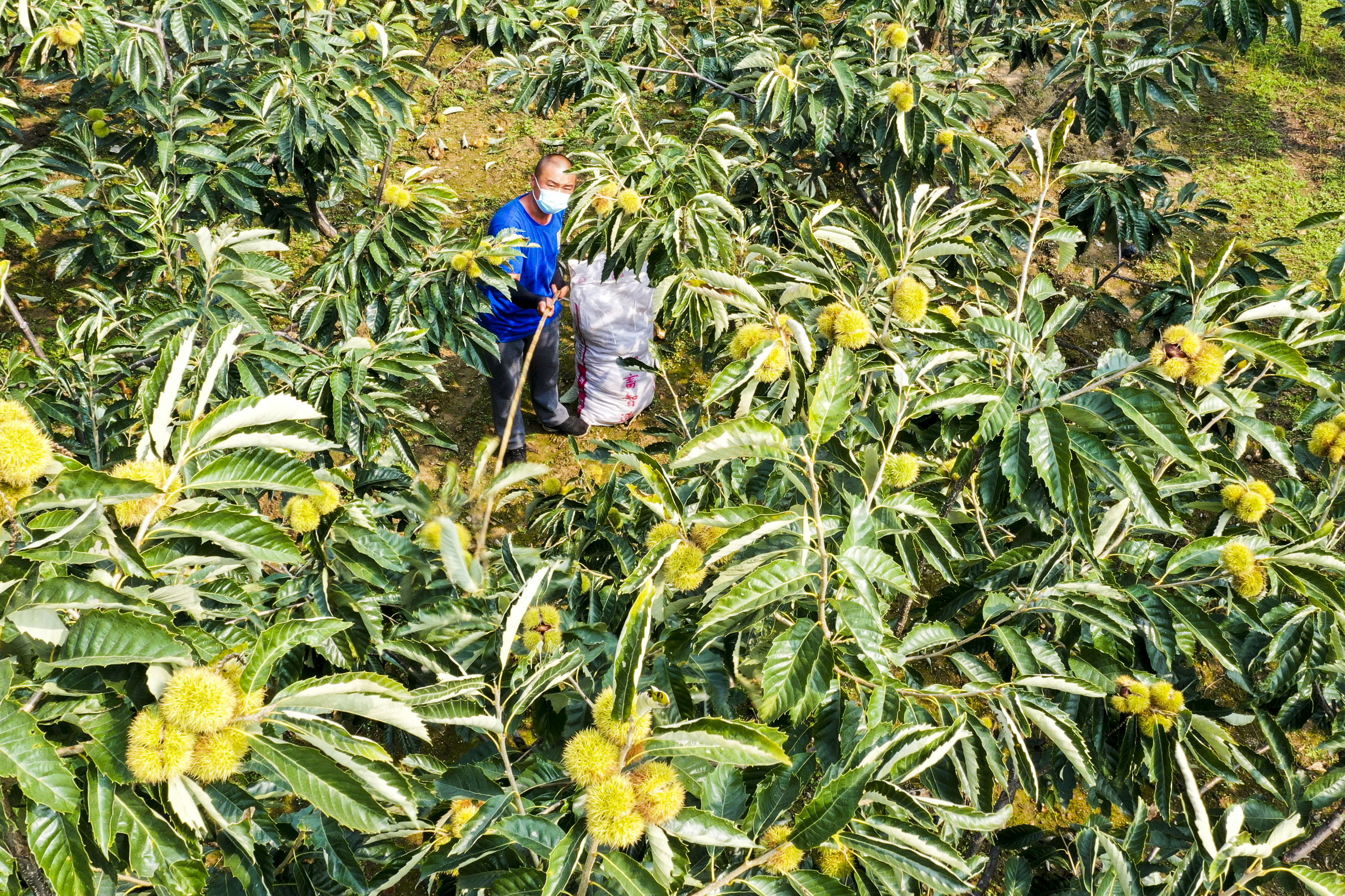 省遵化市侯家寨乡北张庄子村的农民在栗树果园收获板栗(无人机照片)