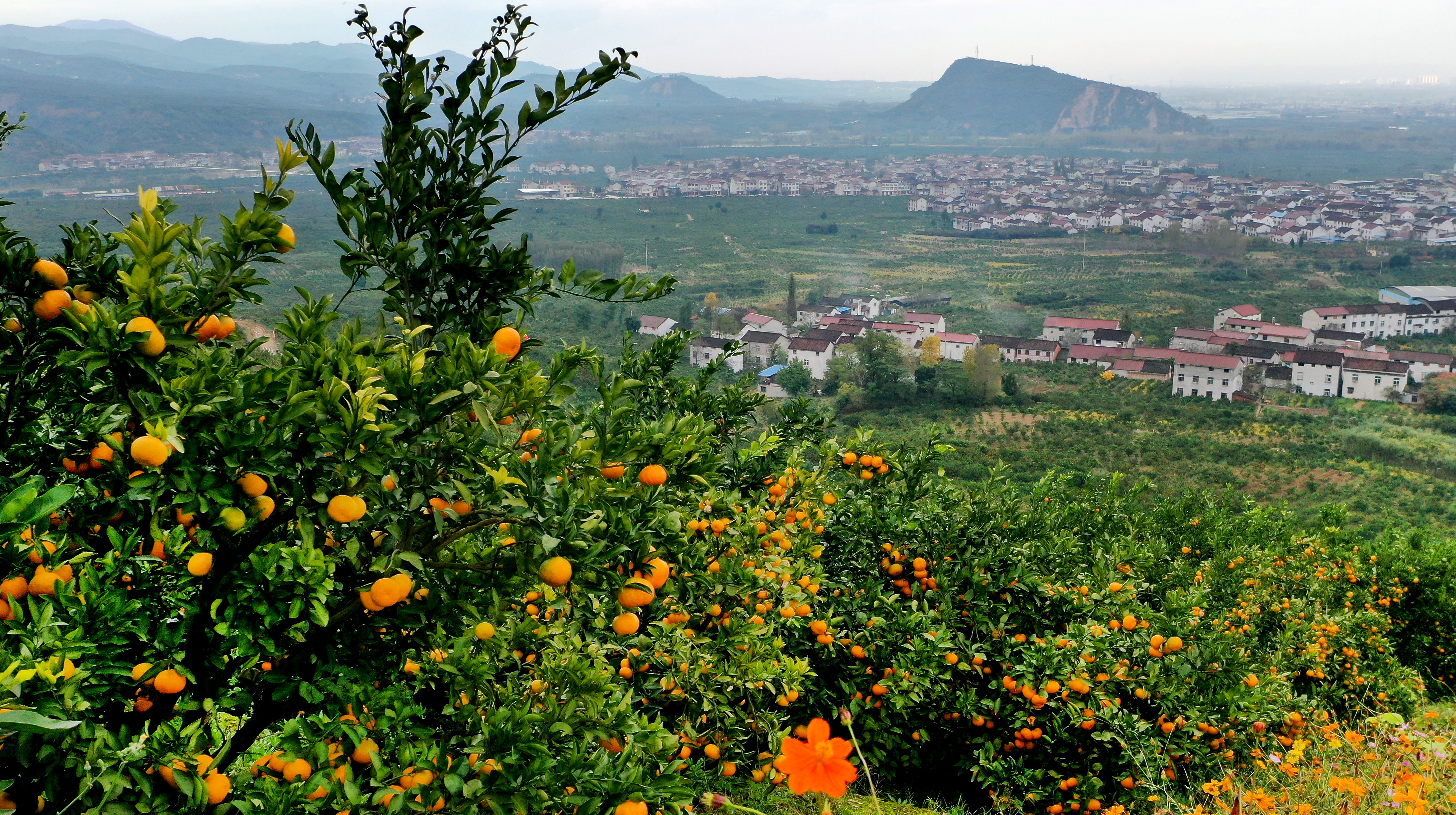 图片新闻陕西城固柑桔飘香迎丰收