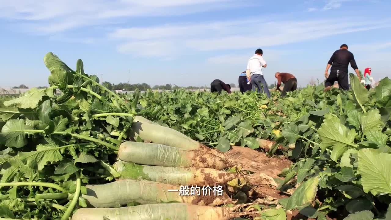 好品山东丨潍坊青萝卜种出新花样全村走上致富路