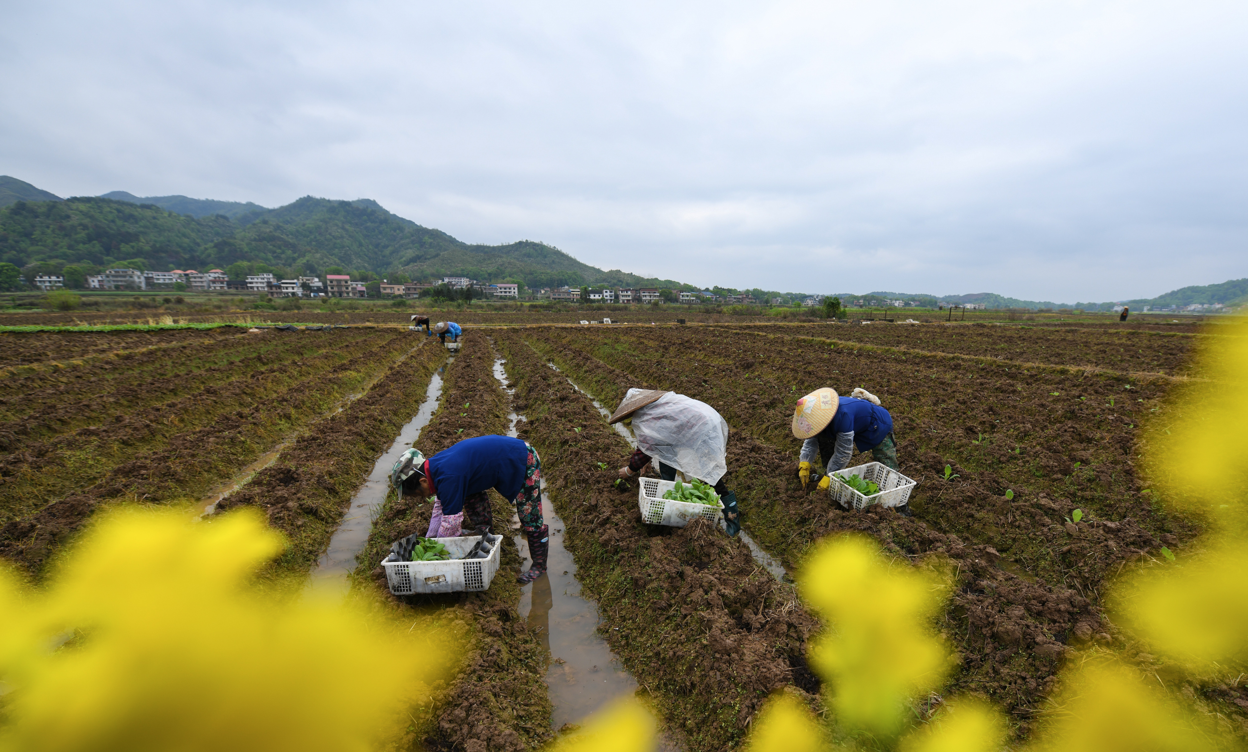 图片新闻春日农忙
