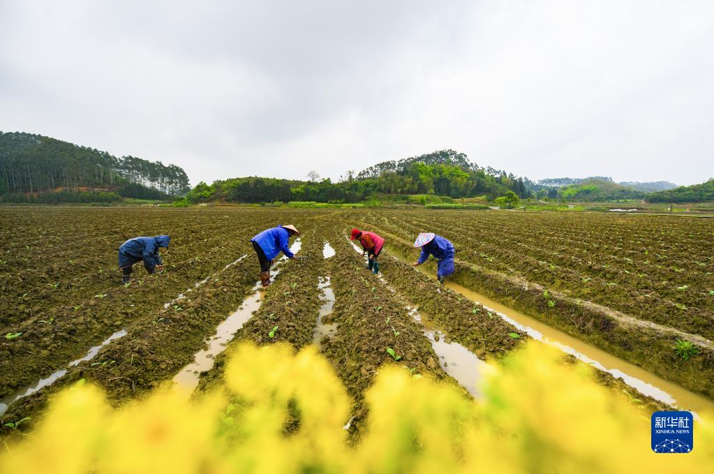 新華社發(孫中喆 攝)清明將至,各地農民搶抓農時,在田間地頭忙碌,為豐