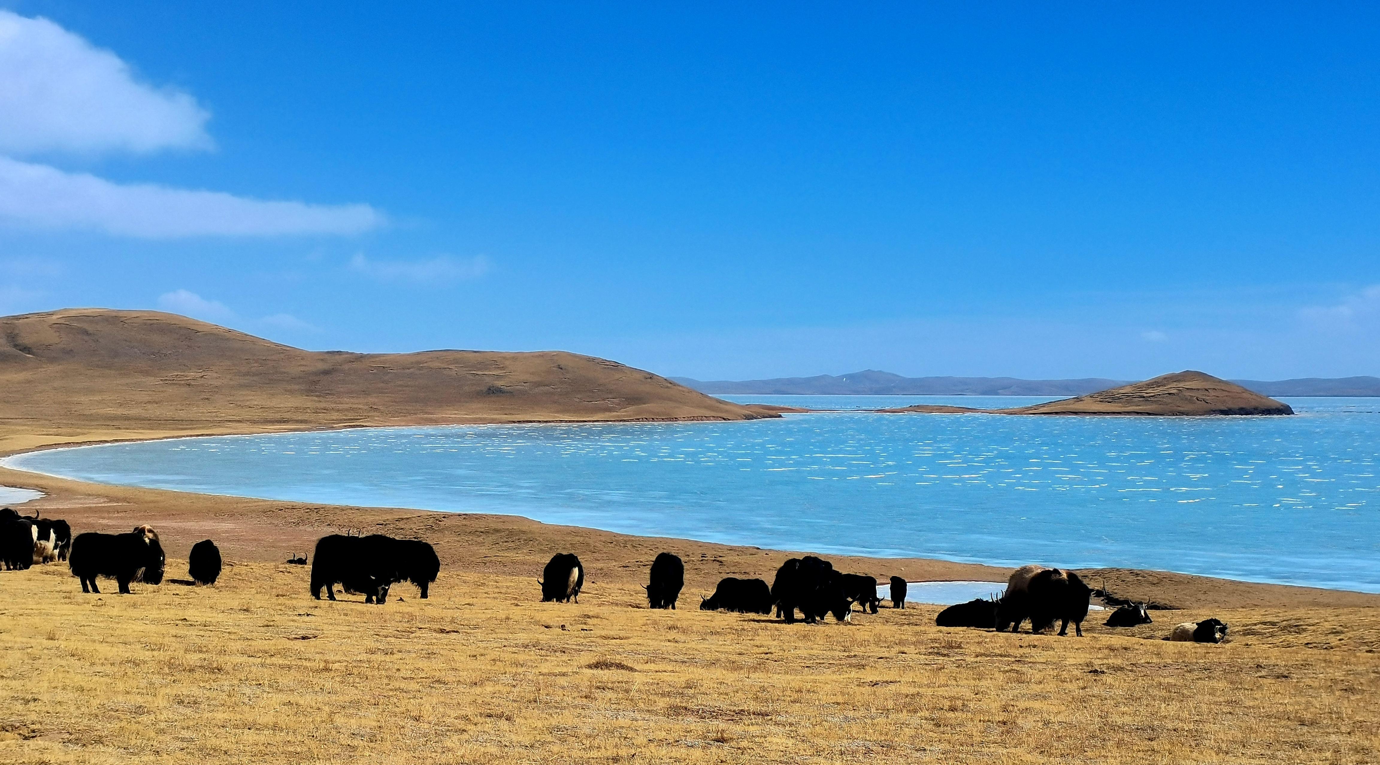 青海景色图片