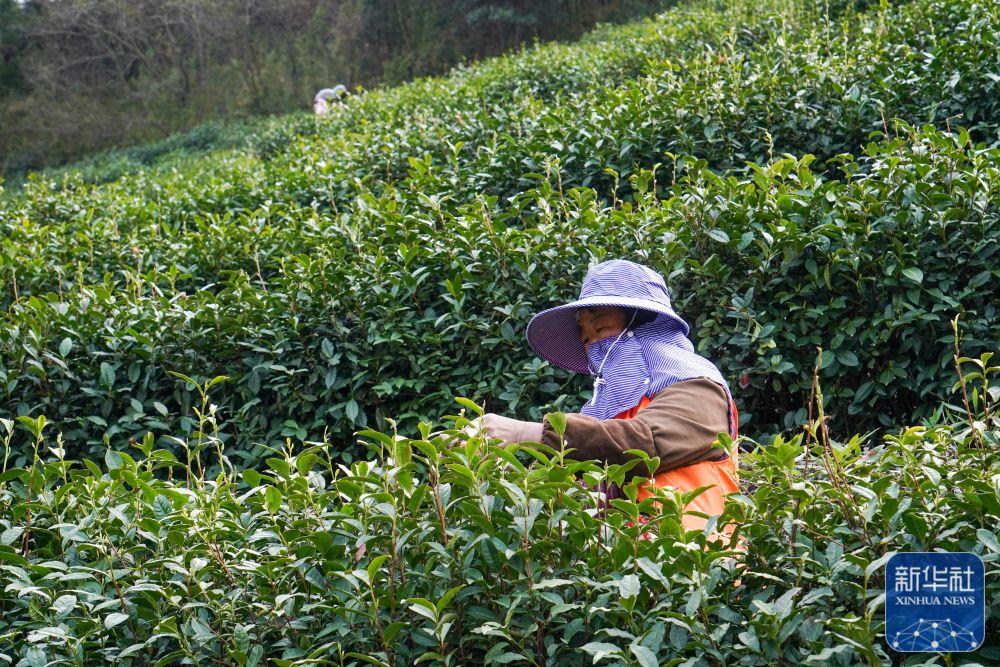 蘇州洞庭山:碧螺春茶迎來採摘期 -水母網