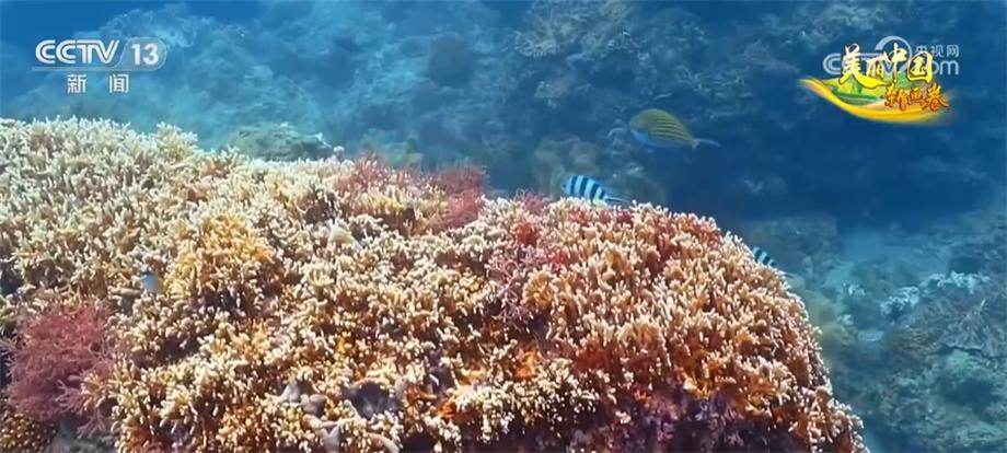 探索神秘的海洋世界：让我们一起走进海洋生物科普