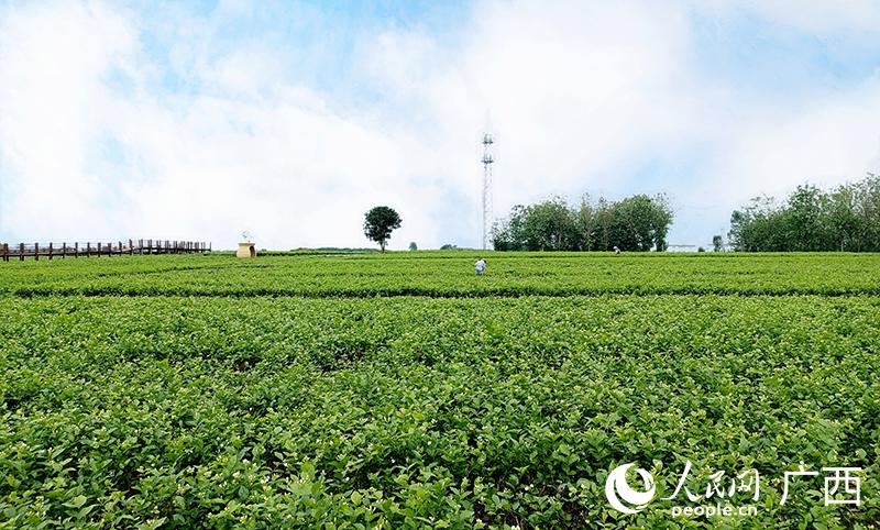 茉莉花田一望无际。人民网 何宁摄
