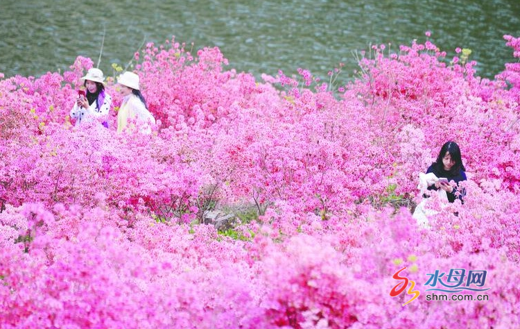 网络中国节·清明清明假期游招远不负春光(图1)