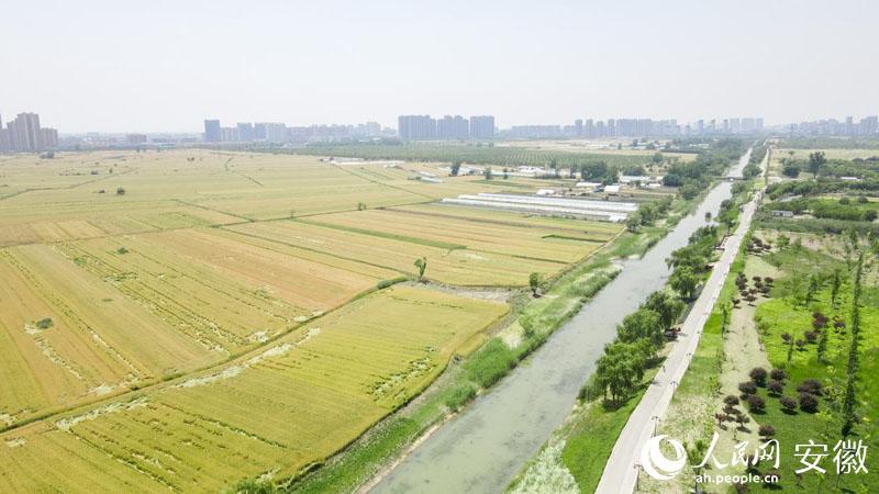 大运河泗县段“活运河”。人民网记者 王锐摄