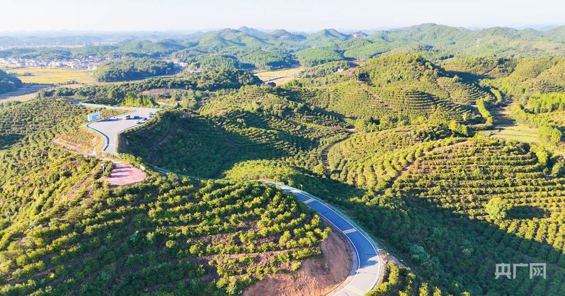 bobtyAPP高质量发展看中国 红土地上结绿果 茶油飘香进万家(图4)