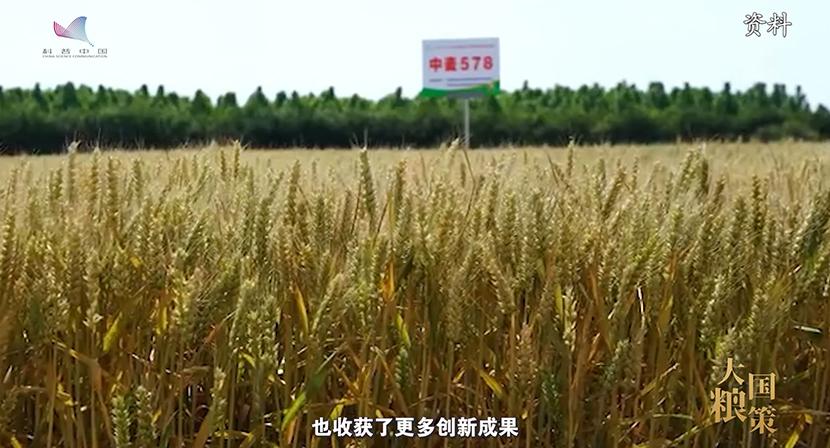 【大国粮策】从田间到舌尖，一粒小麦的“72变”