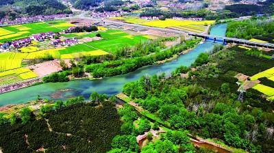 湖北省远安县鸣凤镇北门村：竹林遍野绿生金