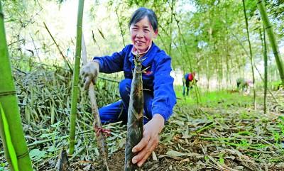 湖北省远安县鸣凤镇北门村：竹林遍野绿生金