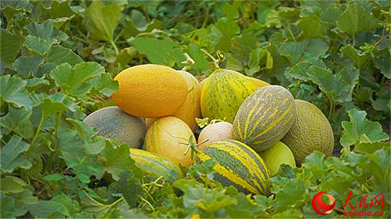 成熟的哈密瓜。人民网 李欣洋摄