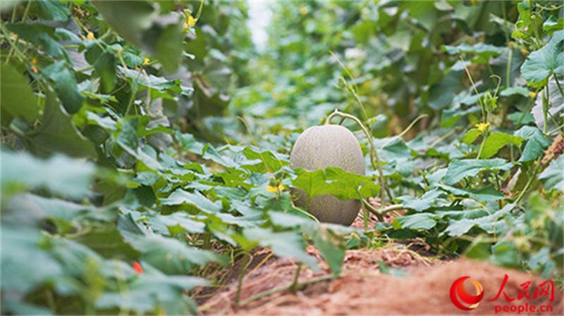 成熟的哈密瓜。人民网 李欣洋摄