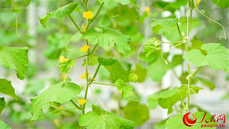 六亩园里的哈密瓜藤。人民网 李欣洋摄