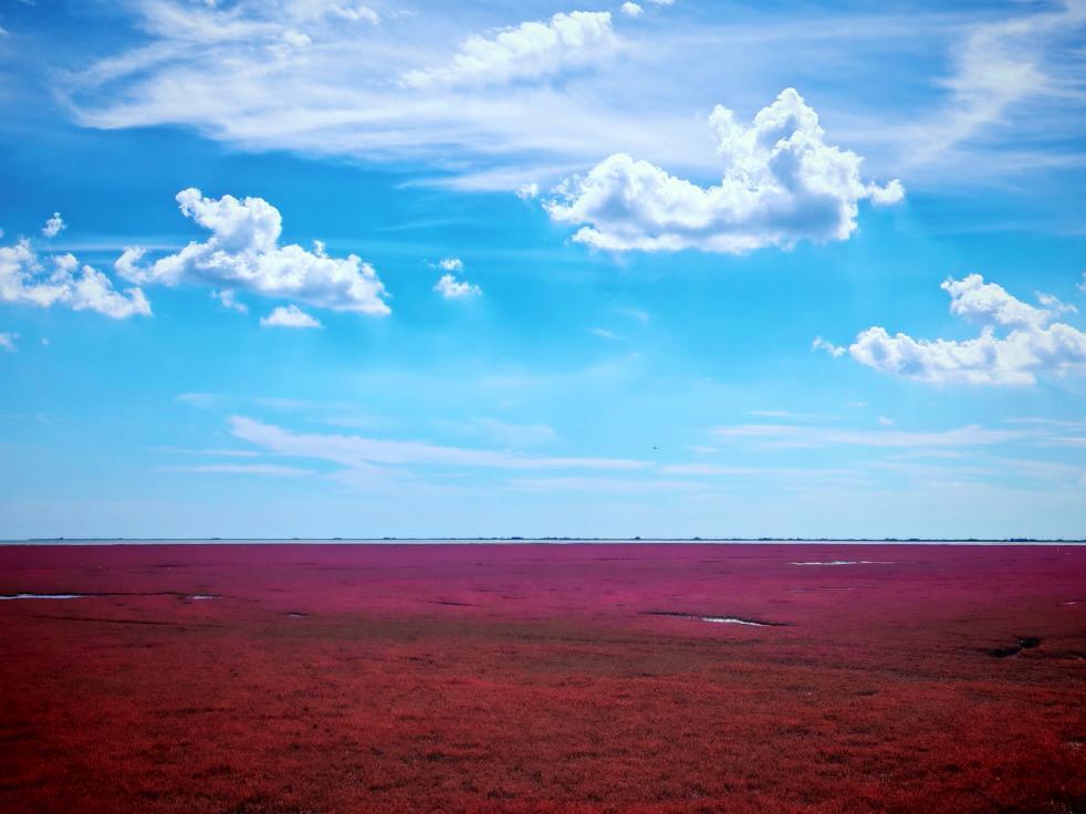 “两山”理念与美丽中国丨红滩绿苇 鸥鹭齐飞：守护身边的“自然会客厅”