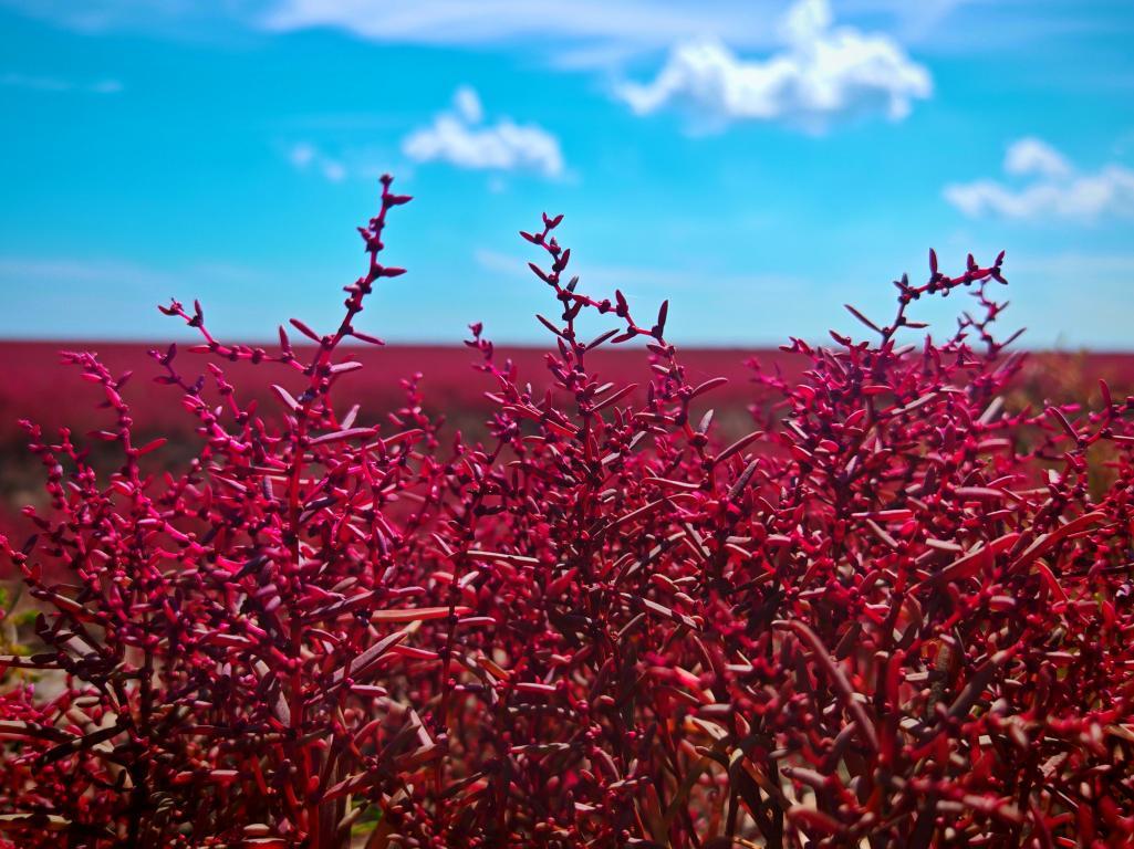 “两山”理念与美丽中国丨红滩绿苇 鸥鹭齐飞：守护身边的“自然会客厅”