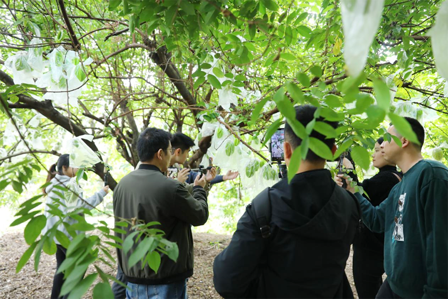 2023年11月，“福农优品·我在家乡等你来”文旅乡村网络直播活动第四站走进漳州。图为主播团推介云霄县下河村挂在枝头的新鲜杨桃。东南网供图