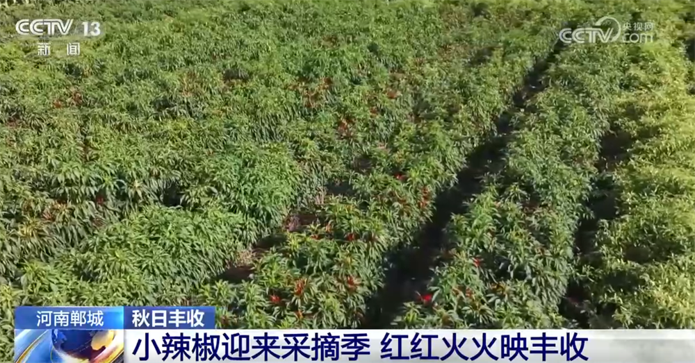 特色产业绘就秋日好“丰”光 果蔬飘香激活乡村振兴“新引擎”