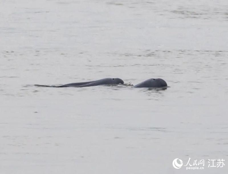 在南京长江新济洲国家湿地公园拍到的江豚。人民网记者 王丹丹摄