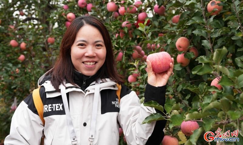红星照耀中国｜一颗苹果何以带动这座小村振兴