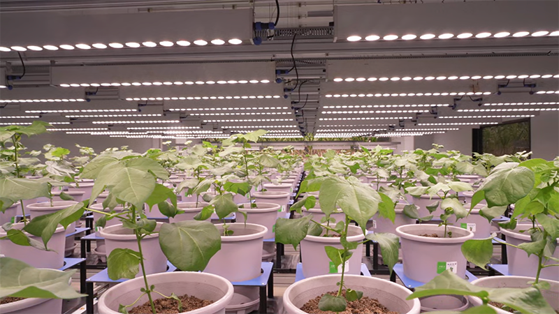 新春走基层｜这里的作物，正在做“CT”