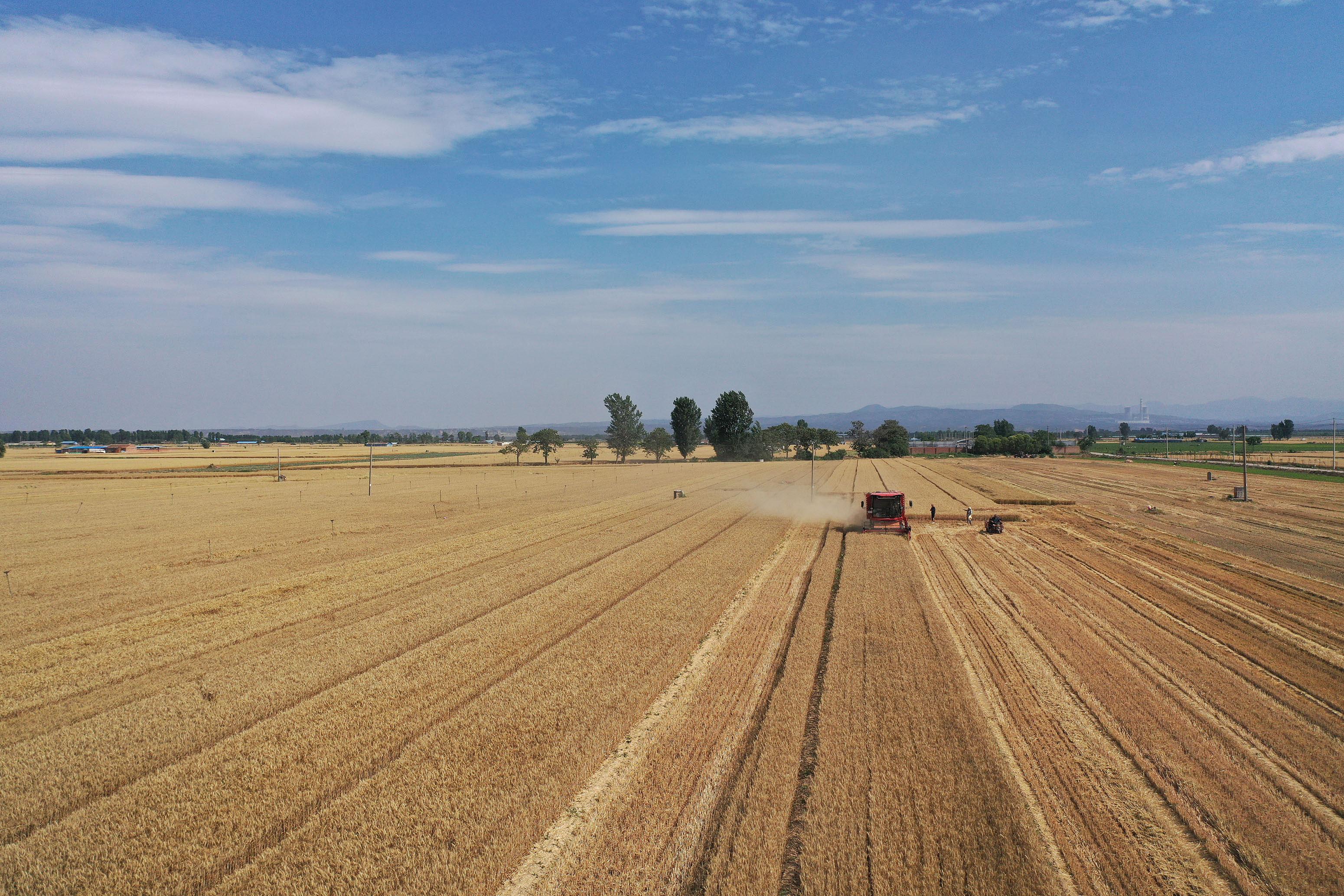 2025年6月3日,河南焦作,温县黄河街道滩王庄村农民驾驶收割机收获小麦。