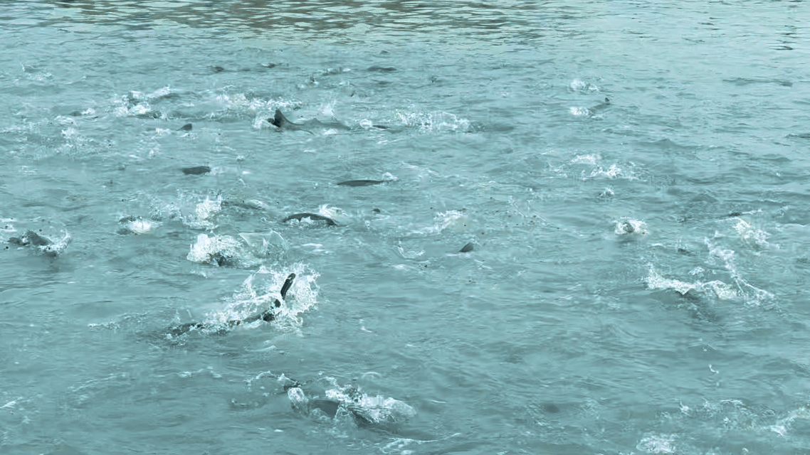 耕海牧渔白基湾：一条大黄鱼的竞速之旅