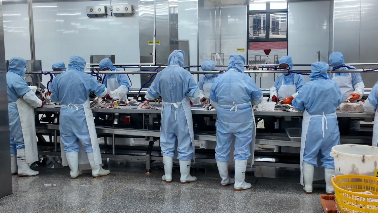 耕海牧渔白基湾：一条大黄鱼的竞速之旅