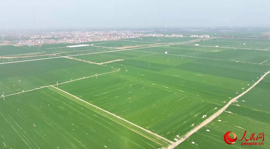 中原沃野,麦苗起身拔节,生机勃发。人民网记者 尚明桢摄