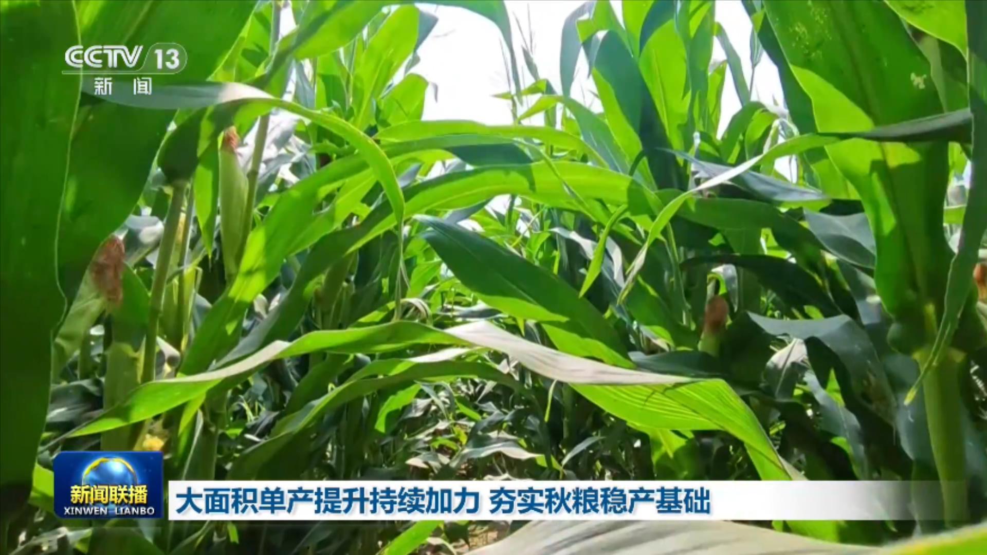 我国秋粮进入产量形成关键期