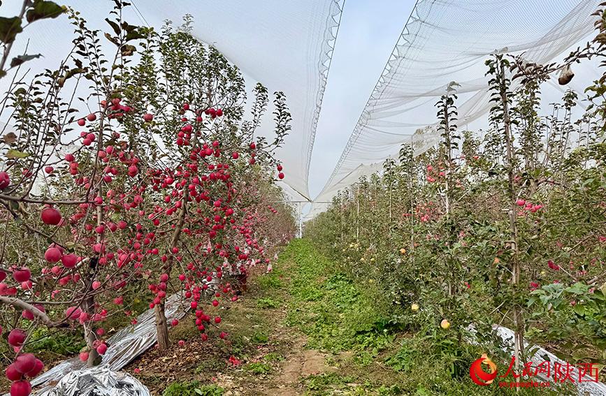 果园的两行树间，左边是乔化密植果树，右边是新栽植的矮化密植果树。人民网记者 邹星摄